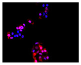 Figure 23