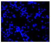 Figure 32