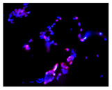 Figure 34