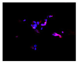 Figure 35