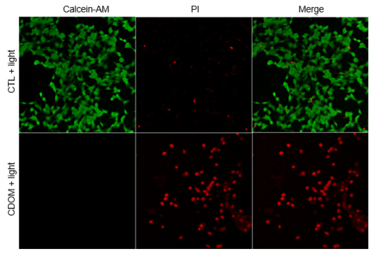 Figure 11
