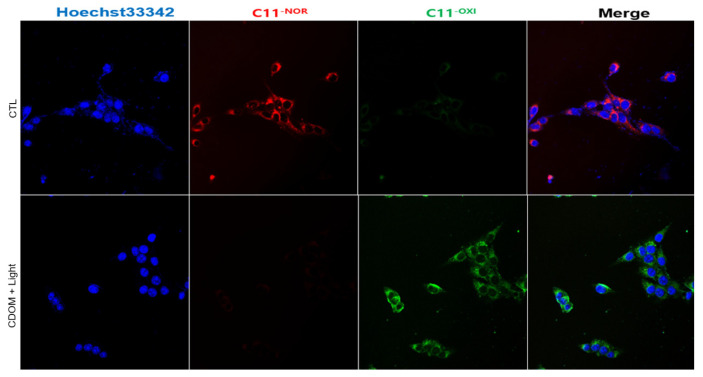 Figure 12