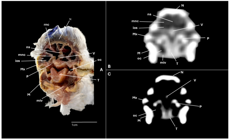 Figure 7