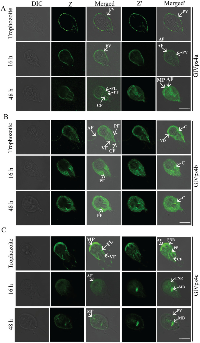 Fig 1