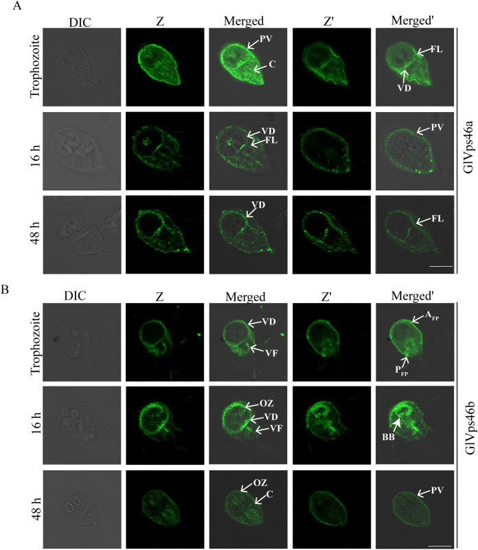 Fig 2
