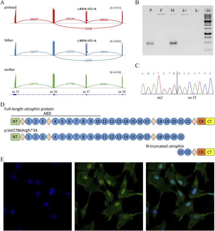 FIGURE 2