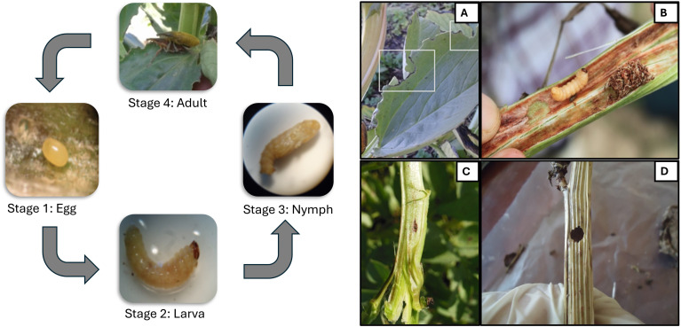 Figure 2