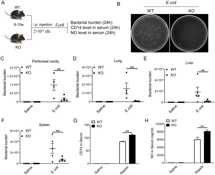 Figure 6