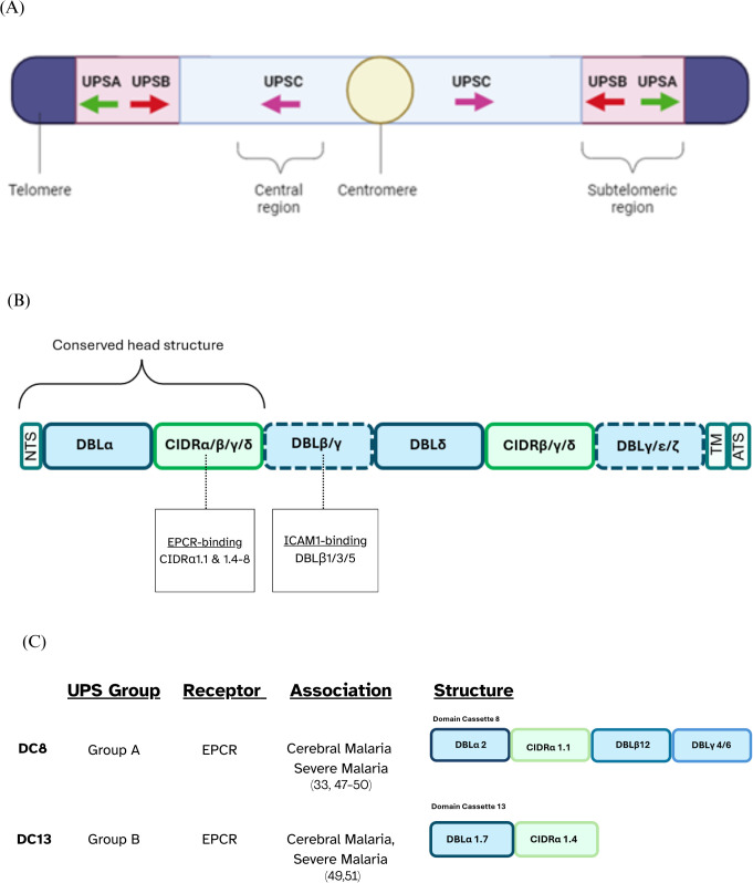 Figure 1