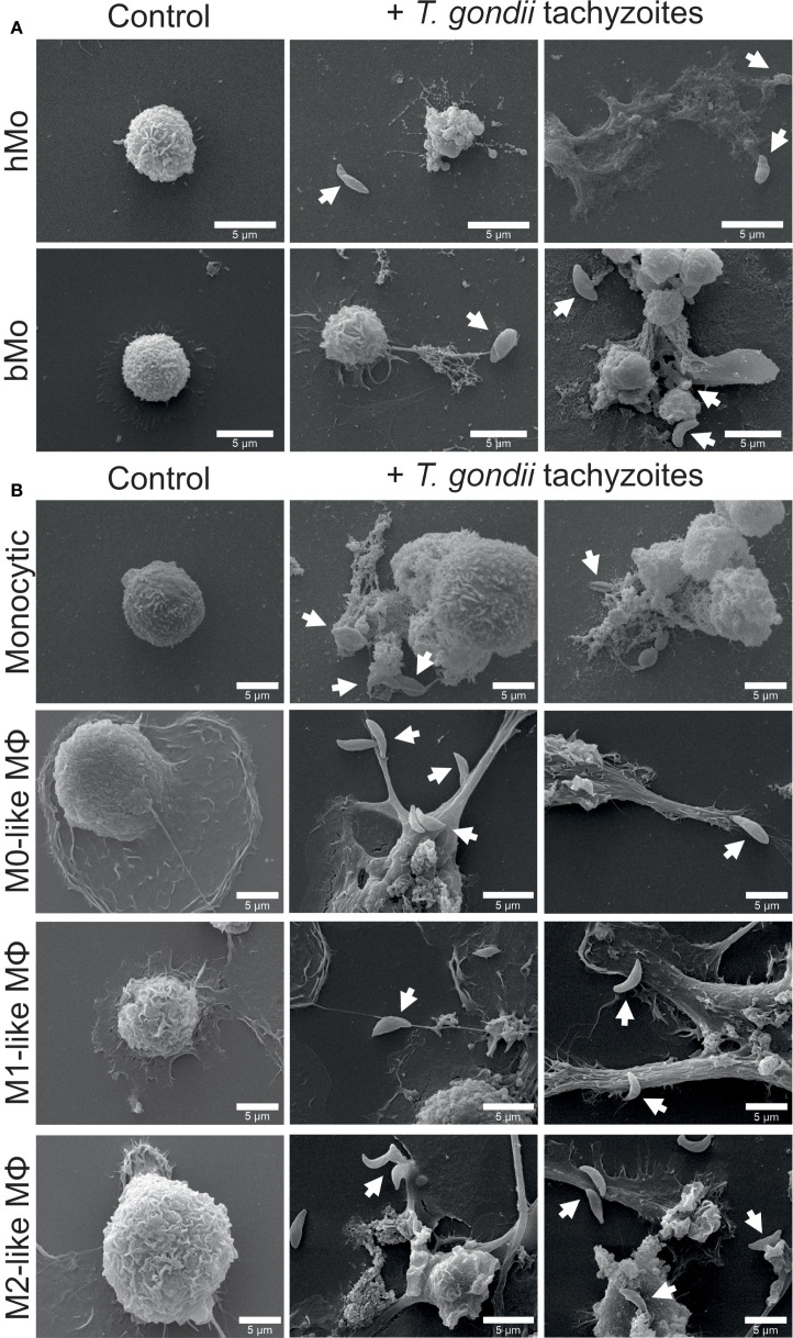 Figure 1