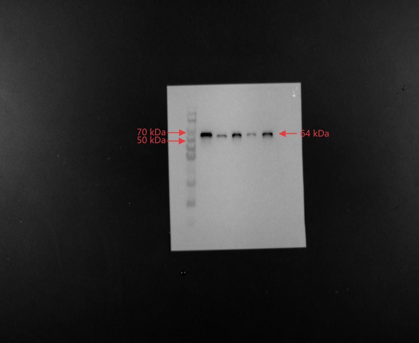 Figure 13