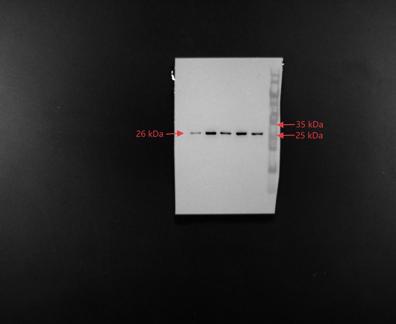 Figure 15