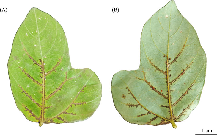 Fig 1