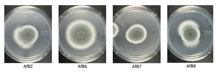 Fig 1