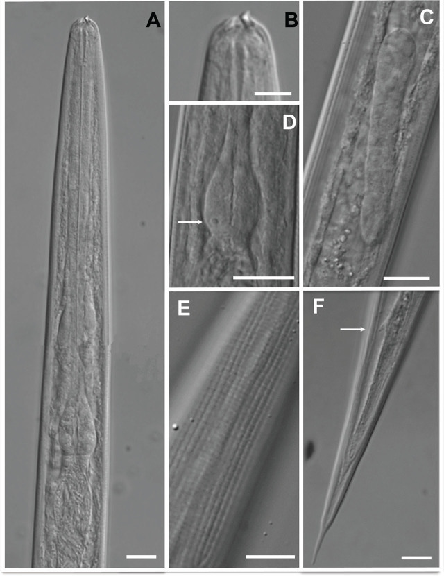 Figure 5