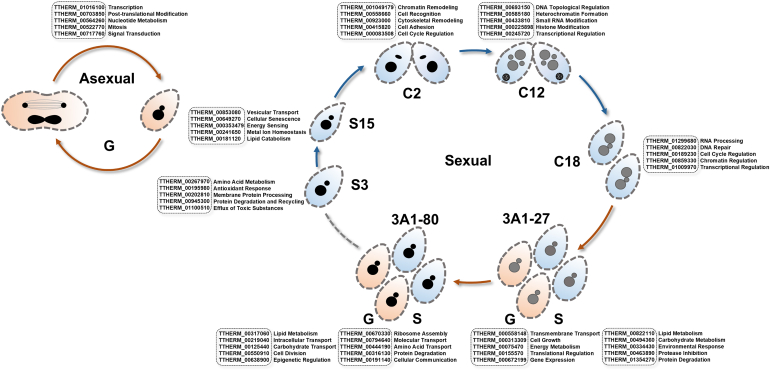 Figure 18