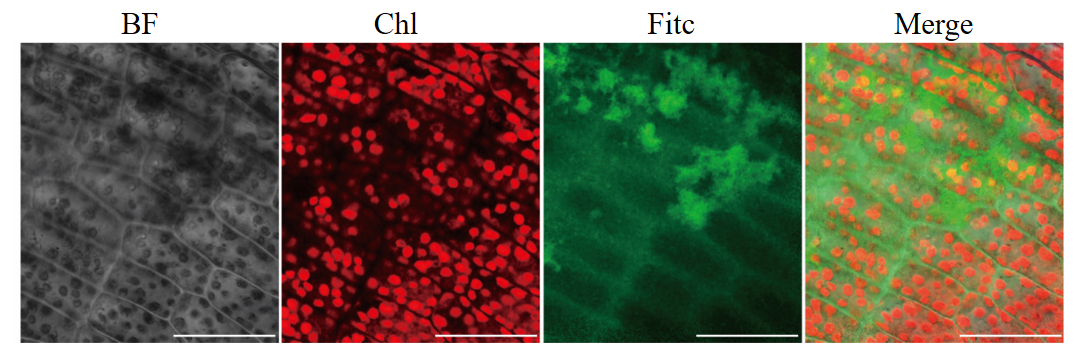 Figure 12