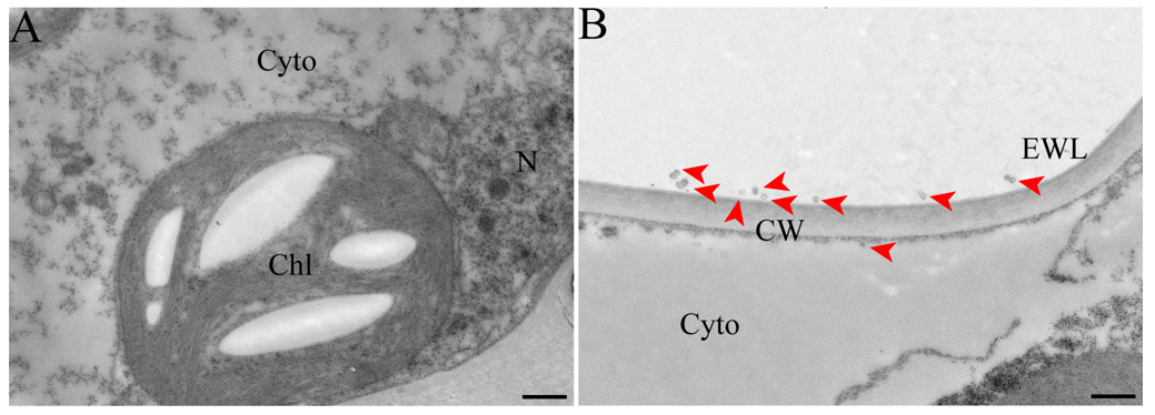 Figure 13