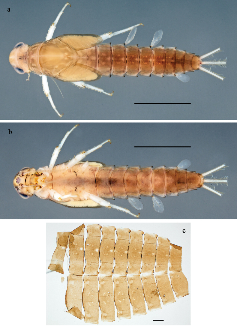 Figure 7