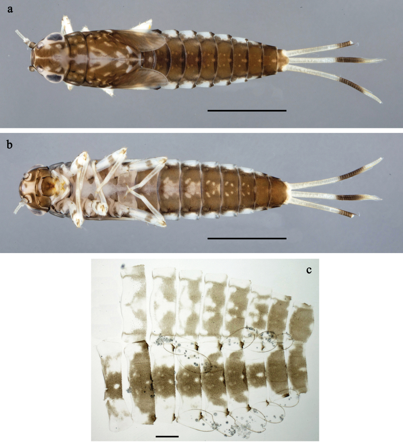 Figure 10