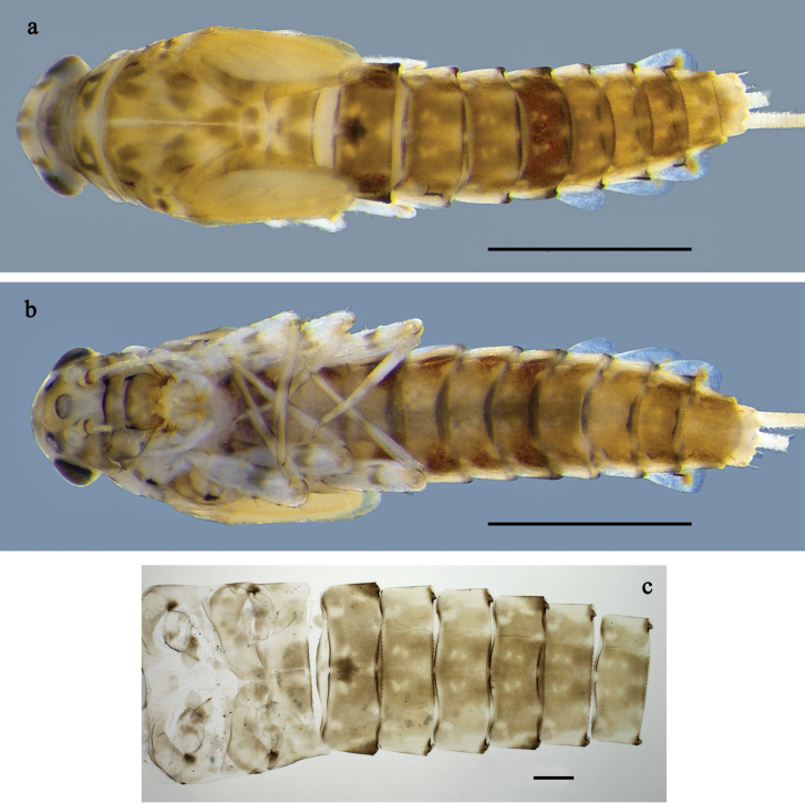 Figure 13