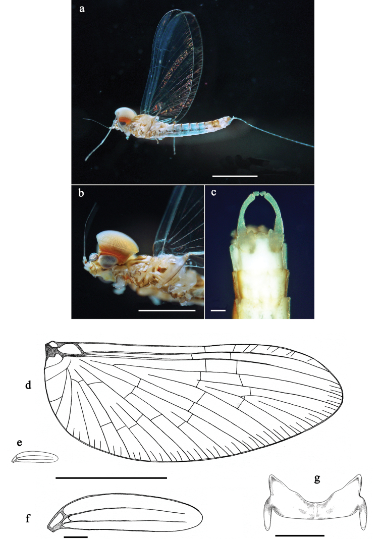 Figure 19