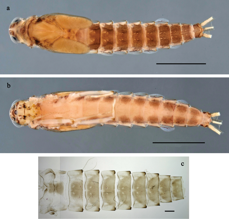 Figure 20