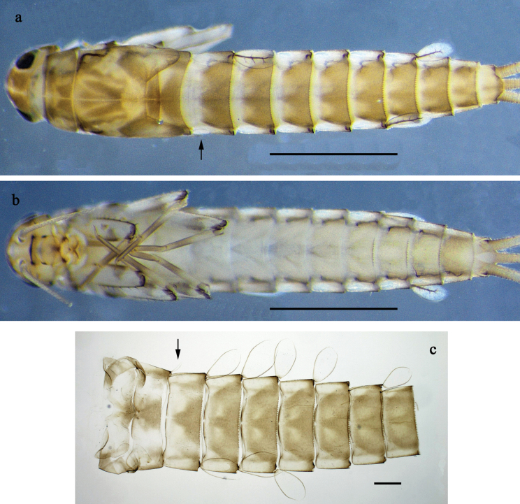 Figure 24