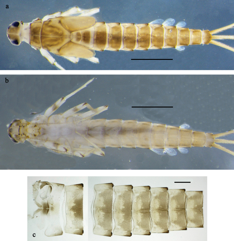 Figure 28