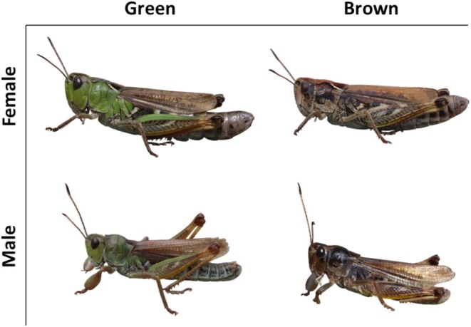 Figure 4