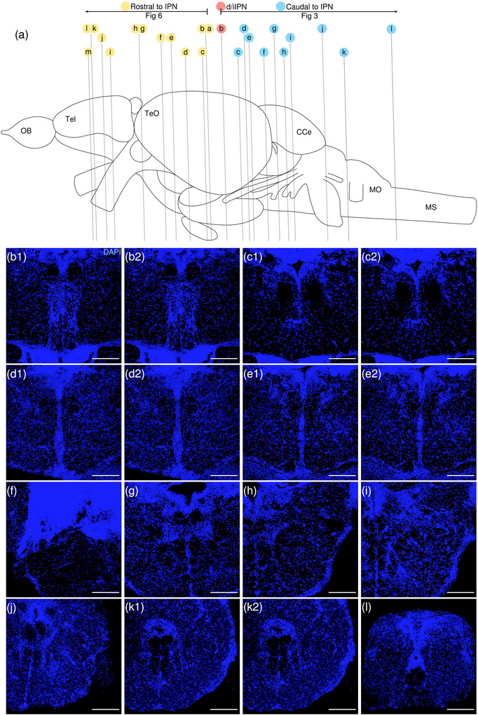 Figure 13
