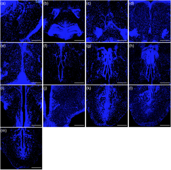 Figure 19
