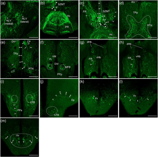 Figure 20