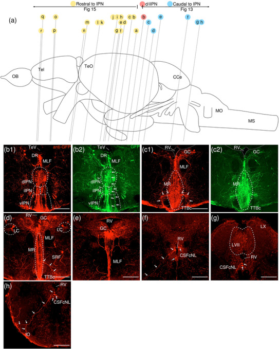 Figure 24