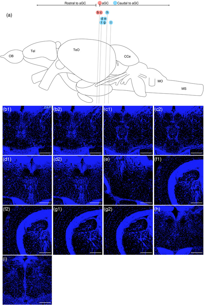 Figure 29
