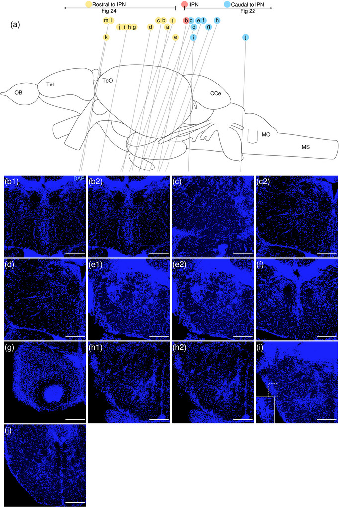Figure 30