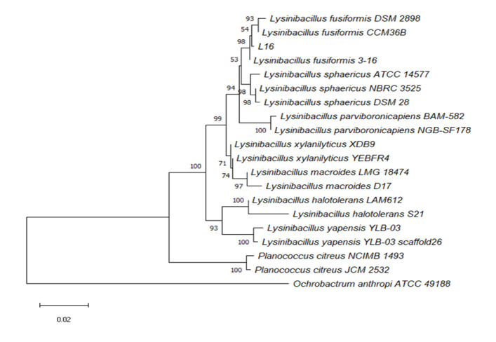 Figure 5