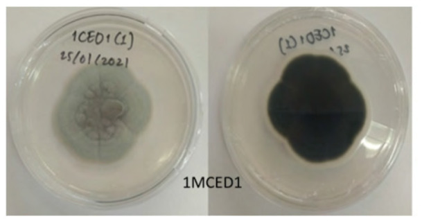 Figure 12