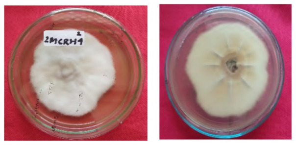 Figure 14