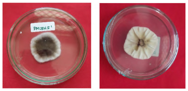 Figure 15