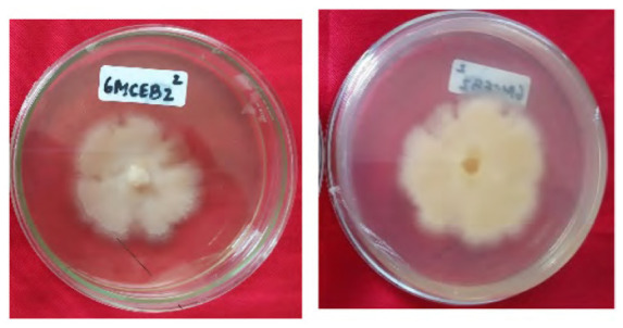 Figure 17