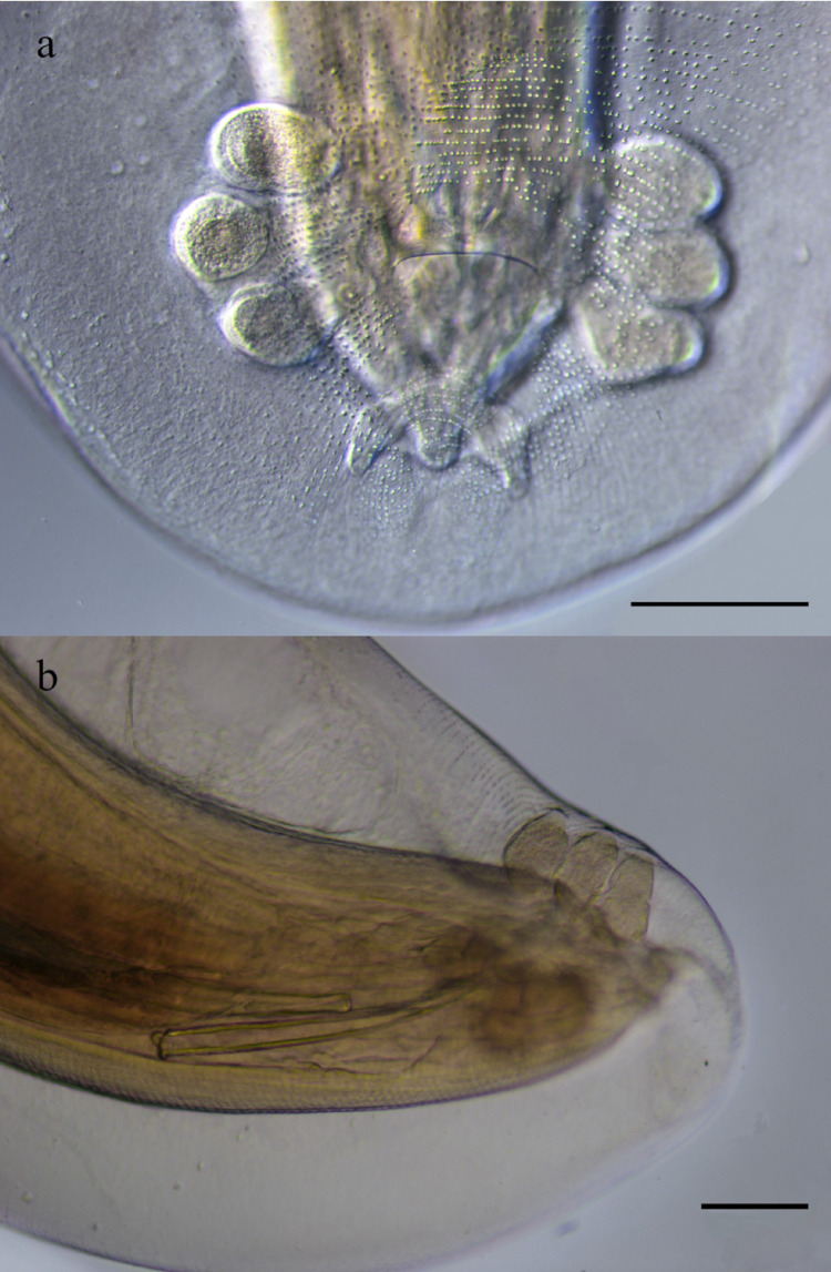 Figure 7