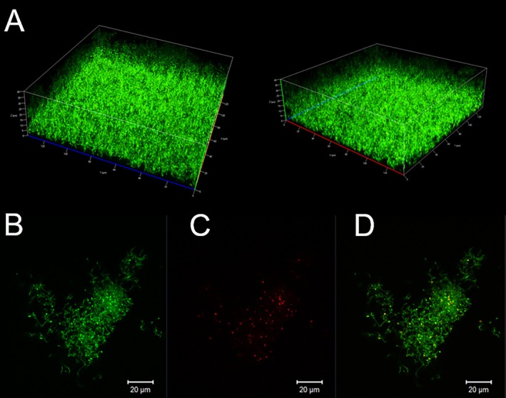 FIGURE 4