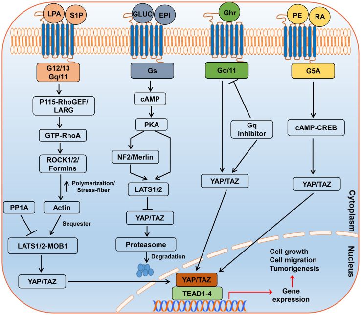 Figure 2