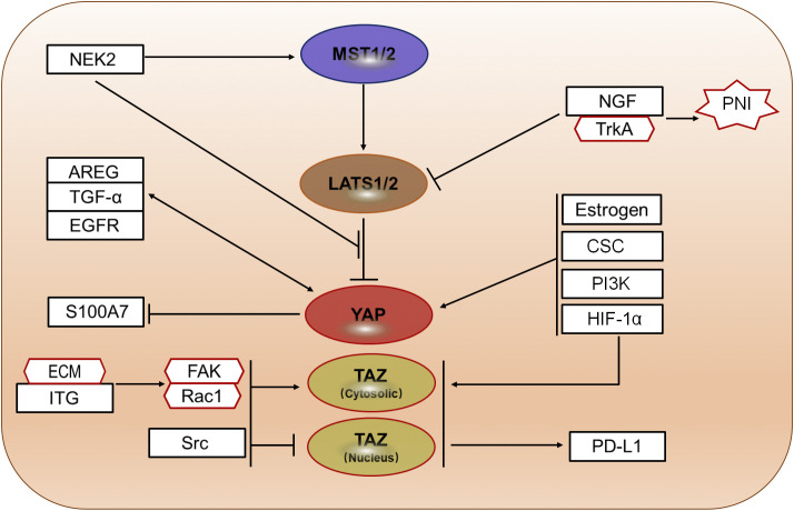 Figure 5