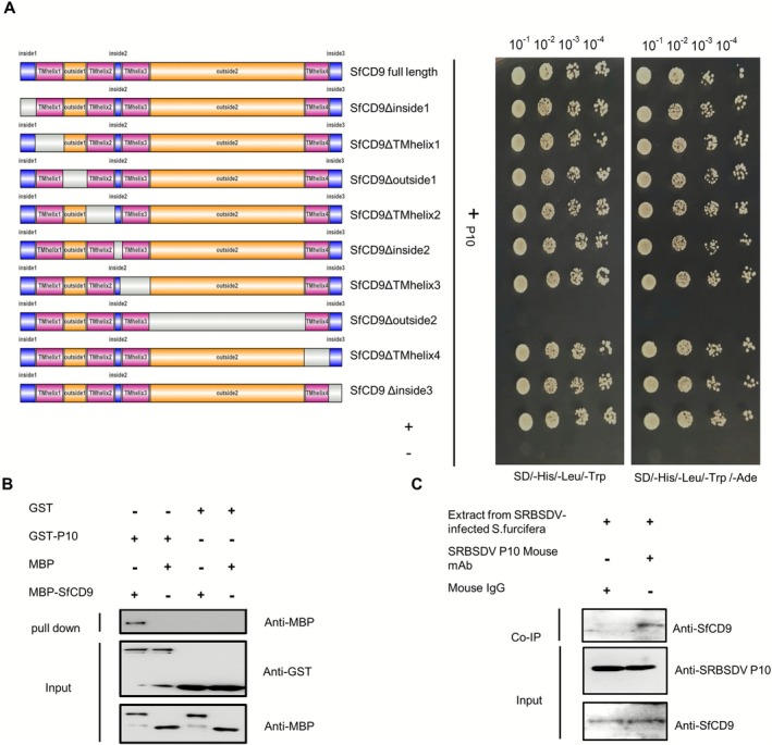 FIGURE 2