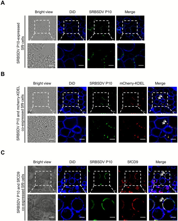 FIGURE 3