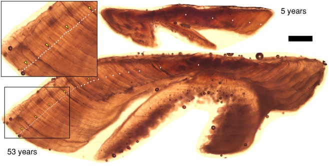 FIGURE 3