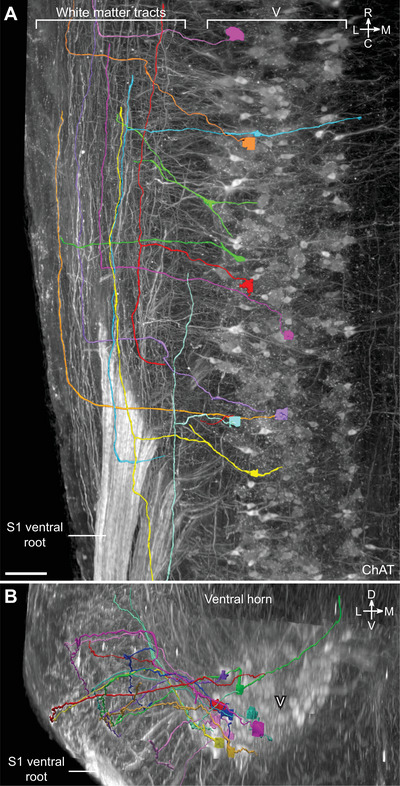 FIGURE 13