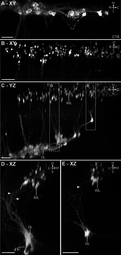 FIGURE 10